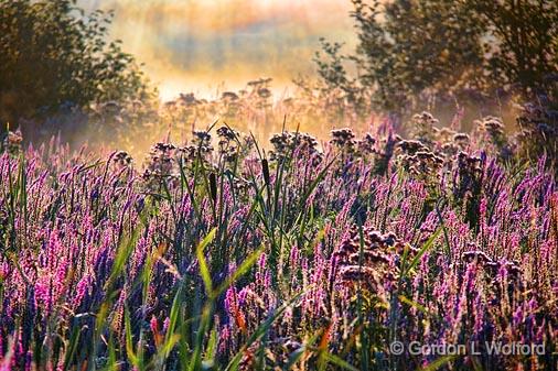 Backlit Fallow Field_20275.jpg - Purple Loosestrife (Lythrum salicaria) photographed near Smiths Falls, Ontario, Canada.